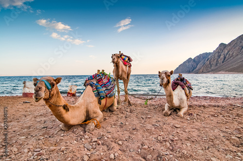Camels resting on the shore of Red Sea in Dahab, Egypt