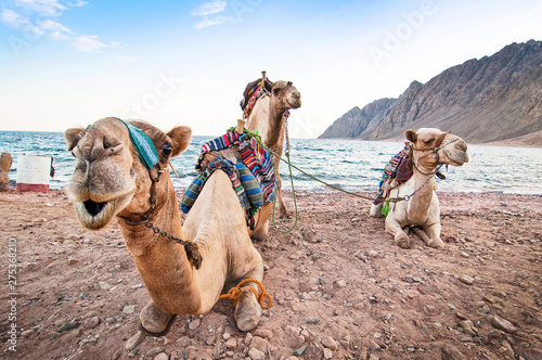 Camels resting on the shore of Red Sea in Dahab, Egypt