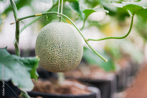 Closed-up of Japanese melons, green melon plants growing in greenhouse.