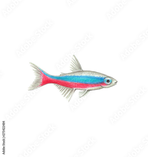 Neon tetra natural illustration by colored pencils