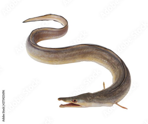 Indian pike conger or conger-pike eel isolated on white, congresox talabonoides