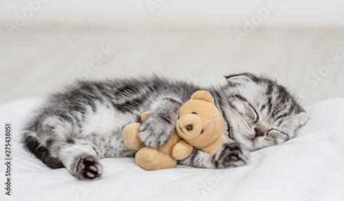 Baby kitten sleeping with toy bear on pillow at home