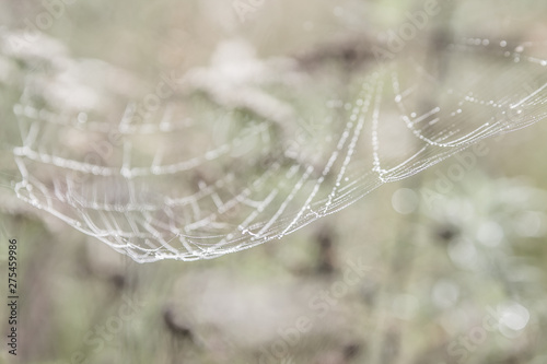 spiderweb on green grass with morning dew and bokeh in summer
