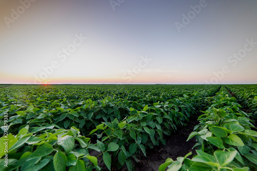 Agricultural soy plantation on twilight