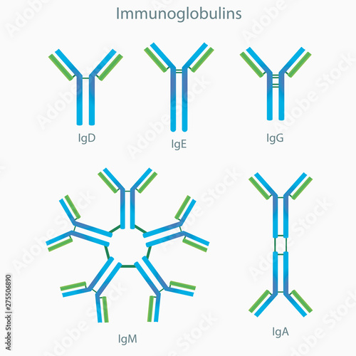 five types of human immunoglobulins