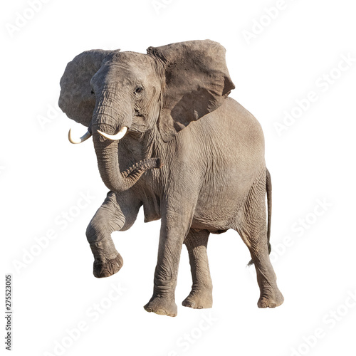 African Elephant Raising Leg Isolated