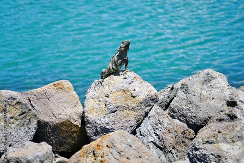 Wild iguana basking in the sun by the ocean in Costa Rica