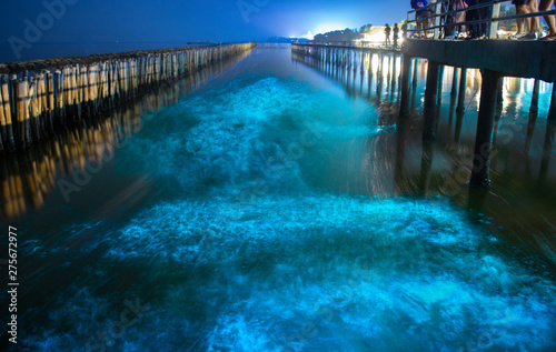 Bioluminescence in night blue sea water.Blue fluorescent wave of bioluminescent plankton about mangrove forest in Khok Kham ,Samut Sakhon near Bangkok Thailand.