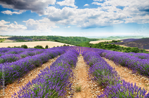 lavender field. Provence, France.