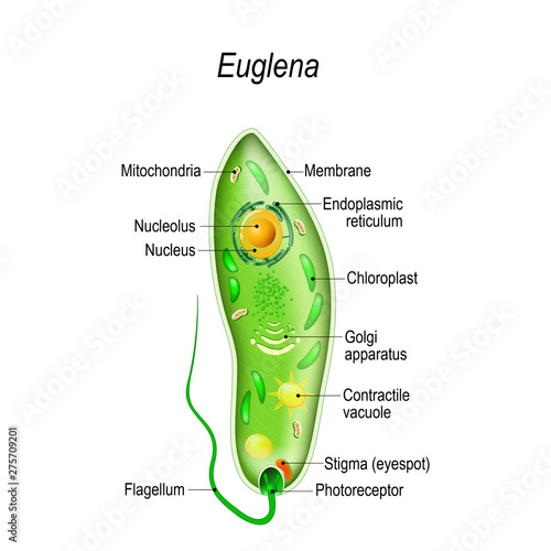 Anatomy of euglena