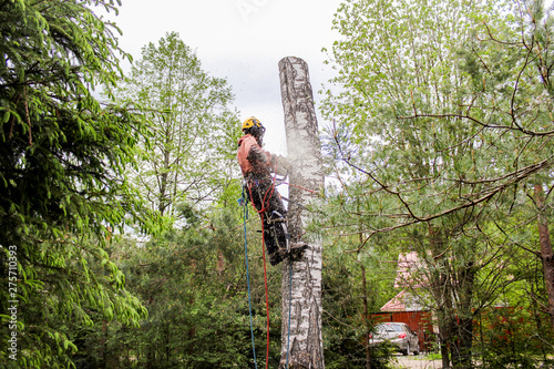 Specialist in the removal of trees.