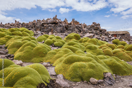 Moss in the volcano viewpoint in Peru