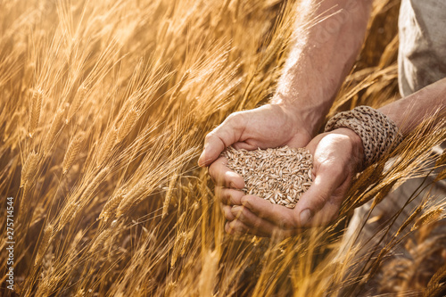 Close up of farmer's hands holding organic einkorn wheat seed on the field at the sunset 