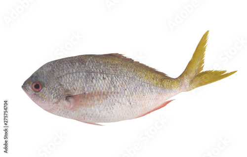 Redbelly yellowtail fusilier fish isolated on white background