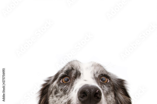 Close-up blue merle border collie dog eyes. Isolated on white background.