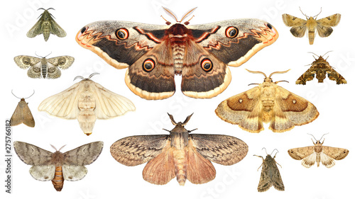 Moths. Isolated on a white background