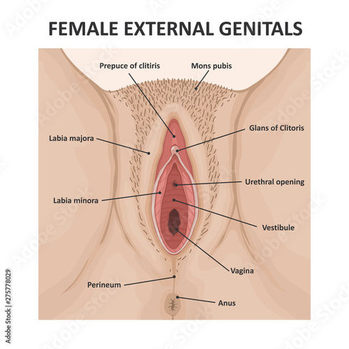 Female external genitals. Medical poster female anatomy vagina