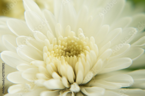 Chrysanthemum flower on white background close up.