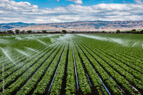 A field irrigation sprinkler system waters rows of lettuce crops on farmland in the Salinas Valley of central California, in Monterey County, on a partly cloudy day in spring. 