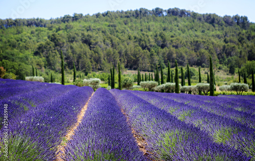 Fields of lavender in Provence, France. 
