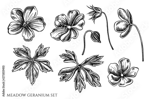 Vector set of hand drawn black and white meadow geranium
