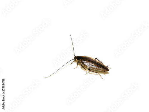 Dusky Cockroach Ectobius lapponicus isolated on white background