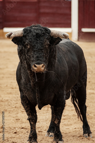 Primer plano vertical de toro en la plaza sobre el albero durante la corrida