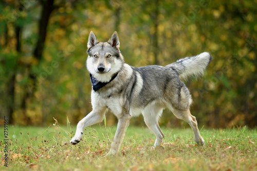 Czechoslovak shepherd with a black scarf on his neck going in the grass with trees in the background