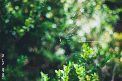 Small spider on its spider web with blurred green leaves on the background in the forest