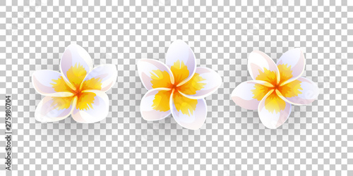 Vector illustration of plumeria flowers.