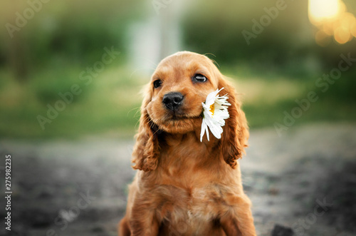 american cocker spaniel red puppy very cute eyes portrait with flowers