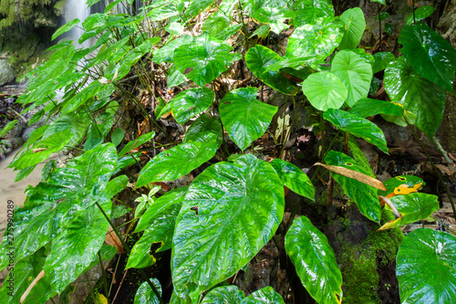 Pure tropical waterfall with lush taro and tropical plants in rain season.
