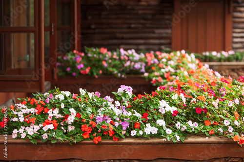 Blooming Impatiens flowers on wooden balcony.