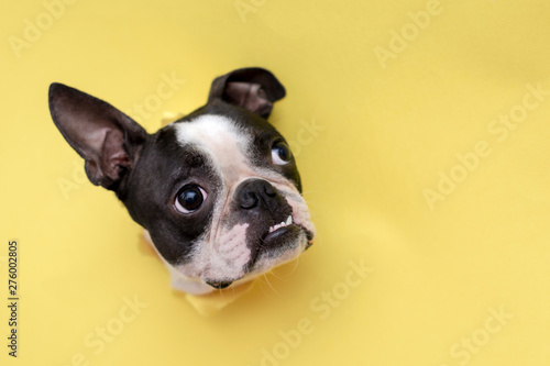 The head of the dog breed Boston Terrier peeking through the hole in yellow paper.