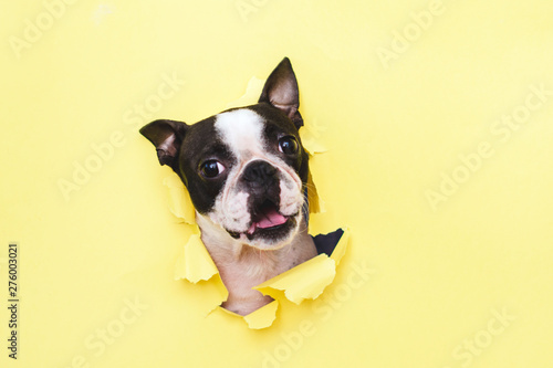 The head of the dog breed Boston Terrier peeking through the hole in yellow paper.