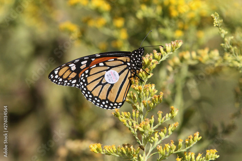 Monarch butterfly tagging project