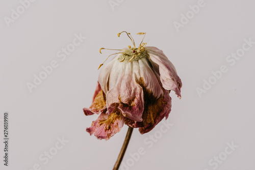 Beautiful wilted pink peony on white background. Studio shot