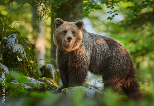 Wild brown bear (Ursus arctos) close up