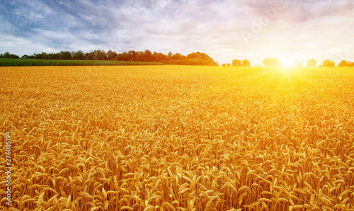 Golden wheat field with blue sky