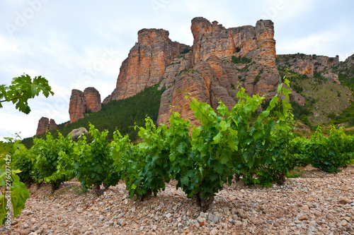 Vineyard in Peñas de Iregua Natural Park. Islallana Village. La Rioja. Spain