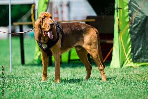 Bloodhound dog on lash