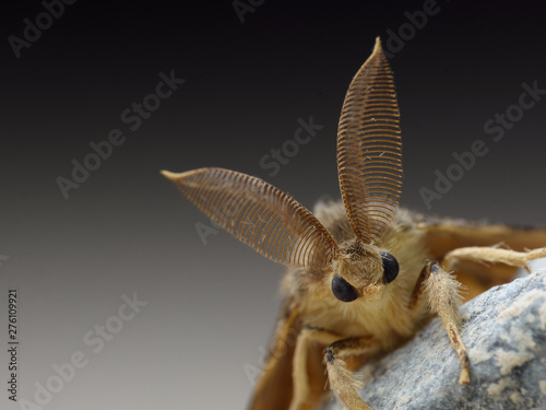 Gypsy moth detail, lymantria dispar