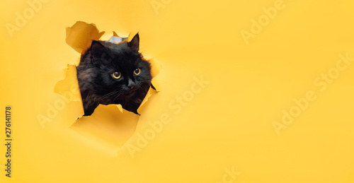Funny black cat looks through ripped hole in yellow paper. Naughty pets and mischievous domestic animals. Peekaboo. Copy space.