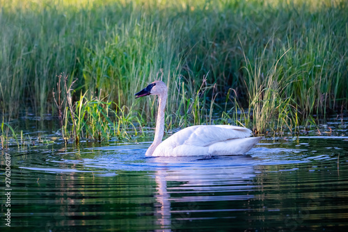 trumpeter swan in small pond, low light with ripples reflecting in water. 