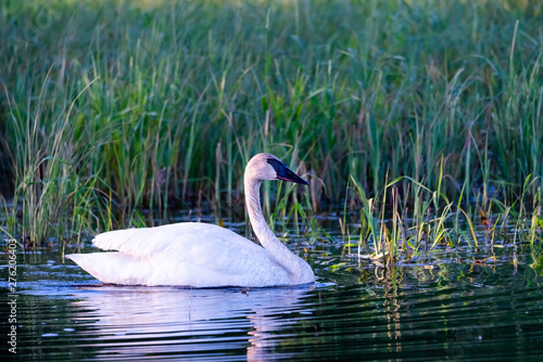 trumpeter swan in small pond, low light with ripples reflecting in water. 