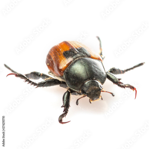 Anisoplia austriaca Bread beetle kuzka on a white background