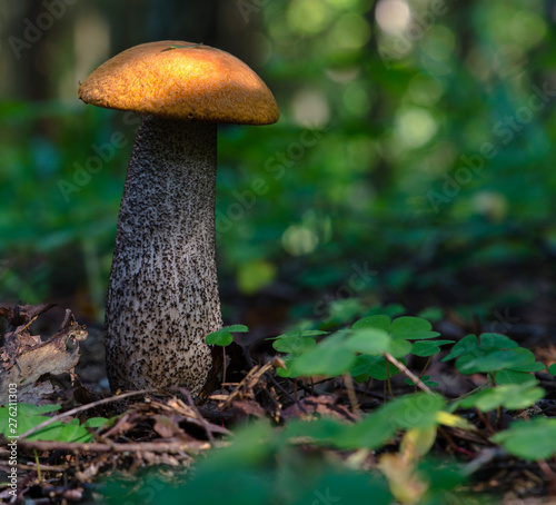 Summer mushroom orange-cap boletus on a high gray leg in the sunny forest among the foliage