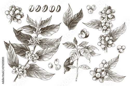Hand drawn set of coffee tree branches and beans