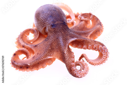 Octopus on a white background