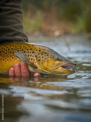 Brown & Rainbow trout gently released